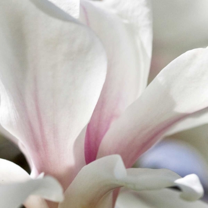 Picture of MAGNOLIA ESSENCE