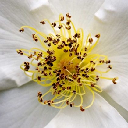 Picture of ROSE CENTER