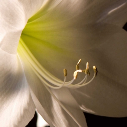 Picture of IVORY AMARYLIS