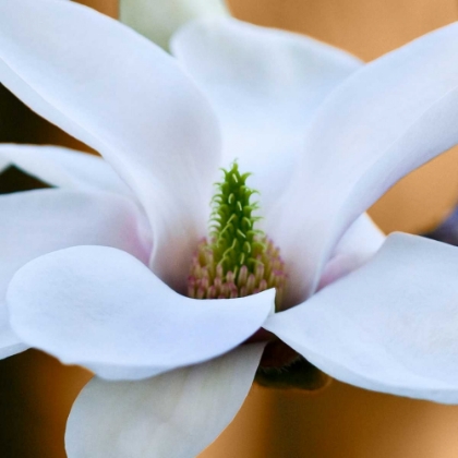 Picture of OPEN MAGNOLIA