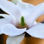 Picture of OPEN MAGNOLIA