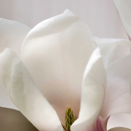 Picture of MAGNOLIA DETAIL