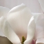 Picture of MAGNOLIA DETAIL