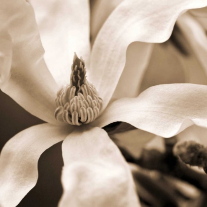 Picture of STAR MAGNOLIA