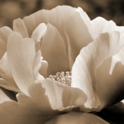 Picture of BRILLIANT PEONY