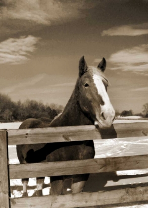 Picture of AT THE RANCH