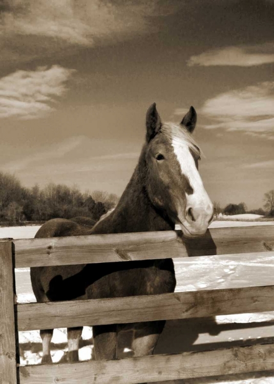 Picture of AT THE RANCH