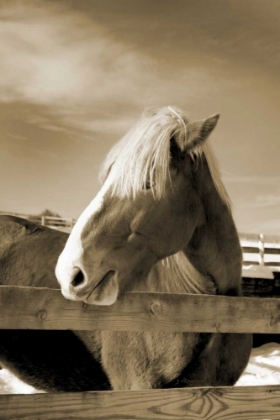 Picture of AT THE FARM