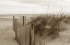 Picture of IN THE DUNES 2