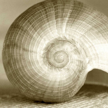 Picture of SEPIA SHELL LIFE 1