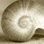 Picture of SEPIA SHELL LIFE 1