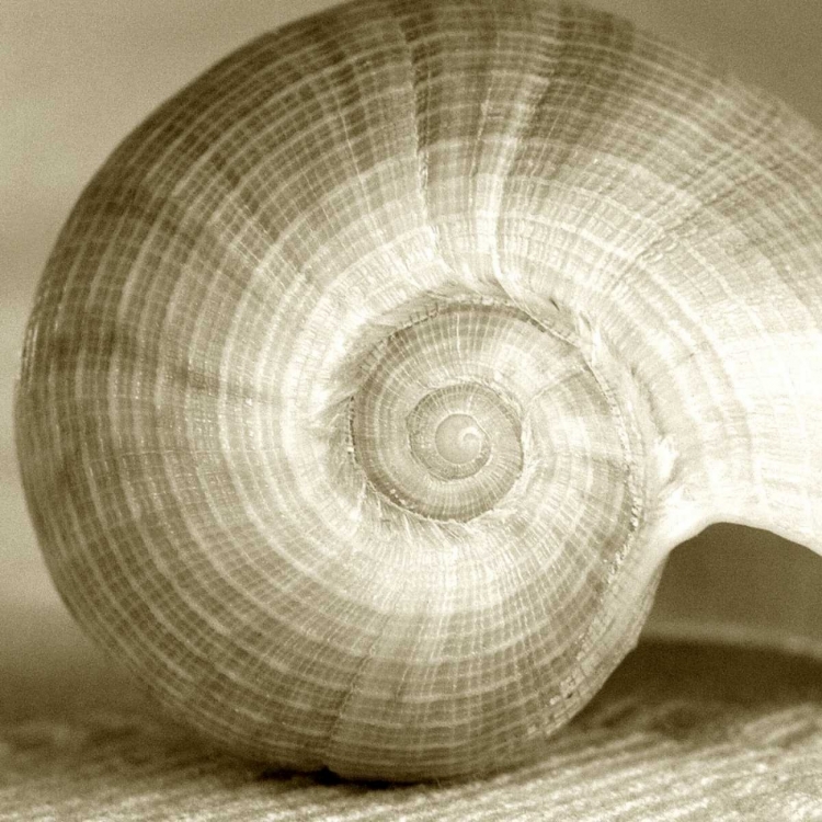 Picture of SEPIA SHELL LIFE 1
