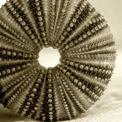 Picture of SEPIA SHELL LIFE 2
