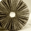 Picture of SEPIA SHELL LIFE 2