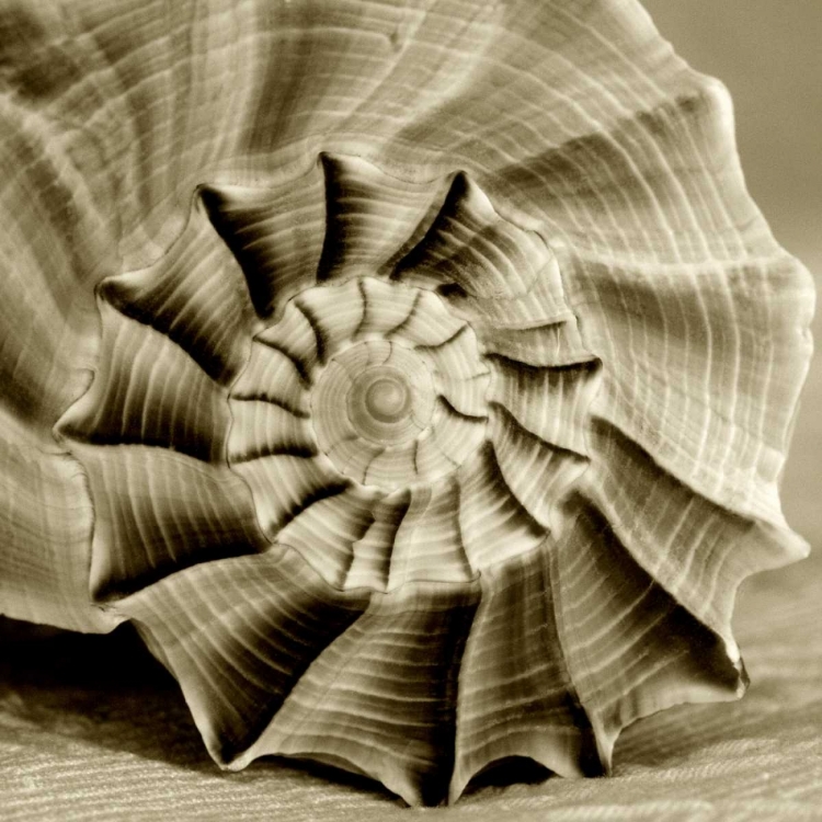 Picture of SEPIA SHELL LIFE 3