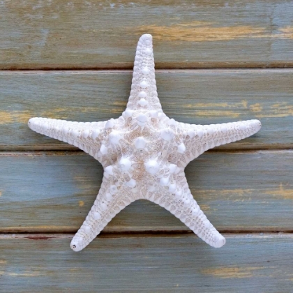 Picture of WHITE STARFISH 