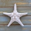 Picture of WHITE STARFISH 