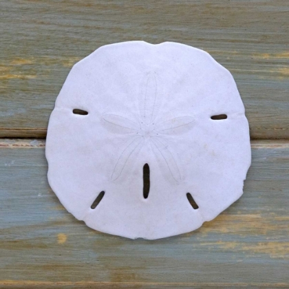 Picture of WHITE SAND DOLLAR 