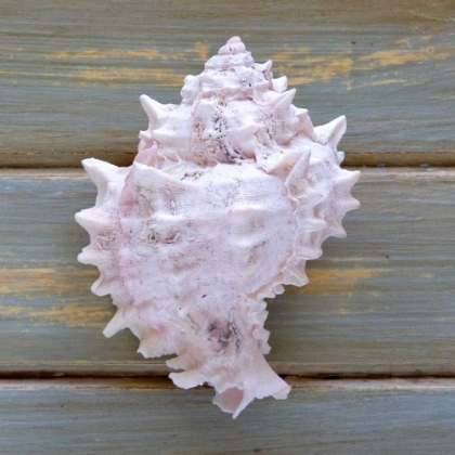 Picture of WHITE CONCH 