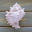 Picture of WHITE CONCH 