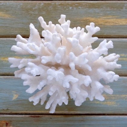 Picture of WHITE CORAL 