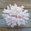 Picture of WHITE CORAL 