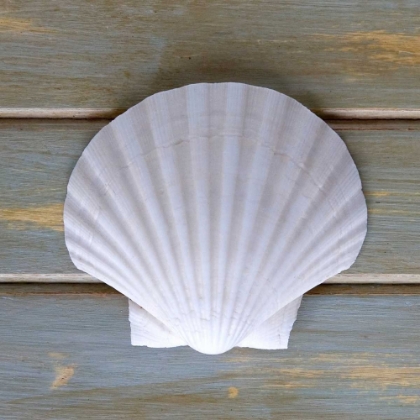 Picture of WHITE SCALLOP 