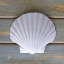 Picture of WHITE SCALLOP 