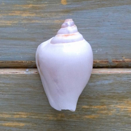 Picture of WHITE SHELL 