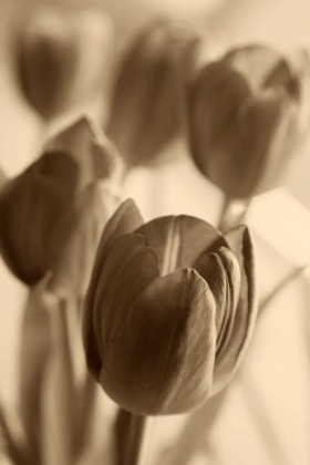 Picture of ILLUMINATED TULIPS 1