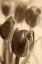 Picture of ILLUMINATED TULIPS 1