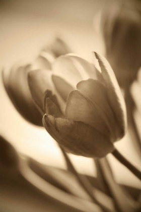 Picture of ILLUMINATED TULIPS 2