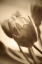 Picture of ILLUMINATED TULIPS 2