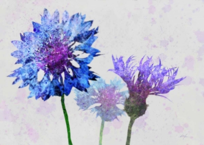 Picture of COLORFUL CORNFLOWERS 1