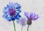 Picture of COLORFUL CORNFLOWERS 1