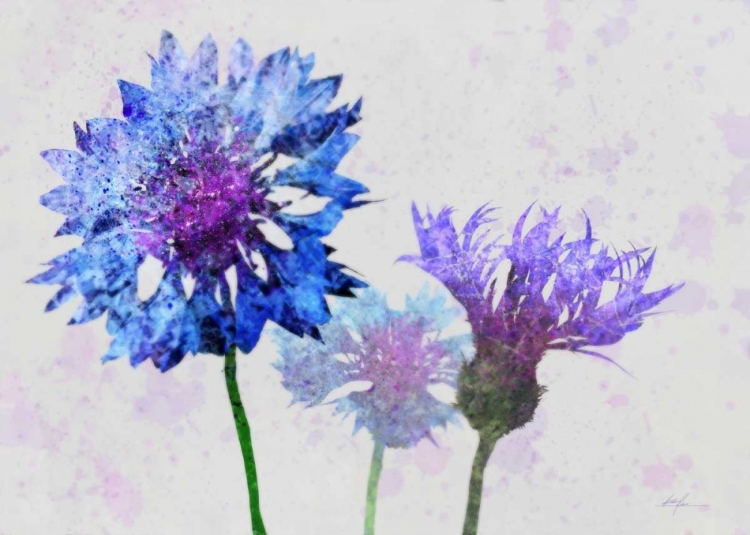 Picture of COLORFUL CORNFLOWERS 1