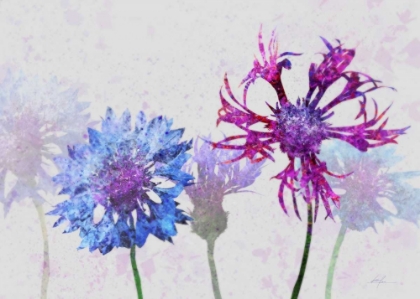 Picture of COLORFUL CORNFLOWERS 2