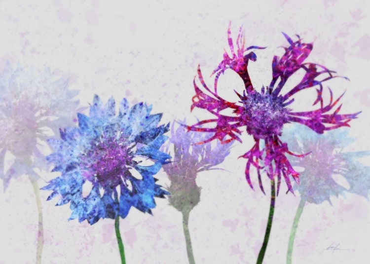 Picture of COLORFUL CORNFLOWERS 2