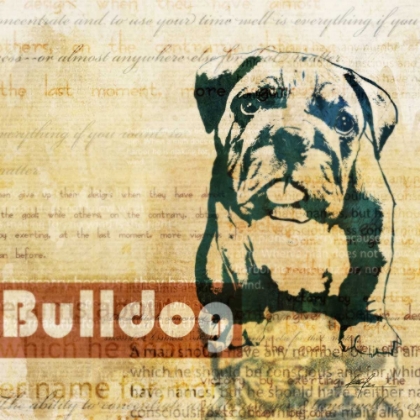 Picture of BULLDOG SKETCH