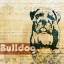 Picture of BULLDOG SKETCH