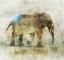 Picture of PACHYDERM DANCE 1-REVISED