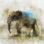Picture of PACHYDERM DANCE 2