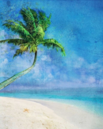 Picture of PALM BEACH AND STARFISH
