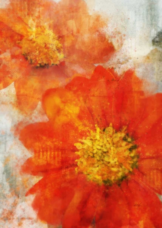 Picture of TITHONIA BLOOM 1