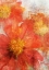 Picture of TITHONIA BLOOM 2