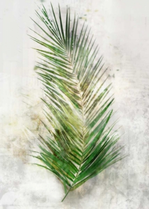 Picture of TEXTURED ARECA PALM