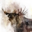 Picture of MOOSE CALL
