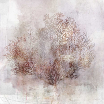 Picture of COASTAL MIST SEA FAN