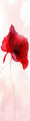 Picture of RAIN SHOWER POPPY 1