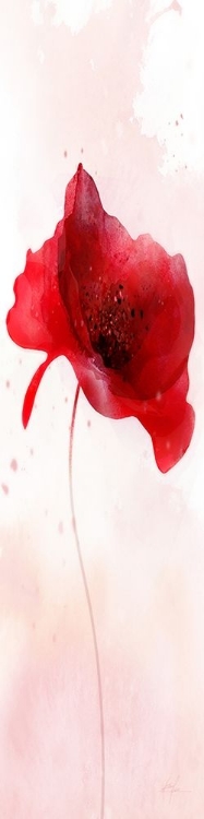 Picture of RAIN SHOWER POPPY 1